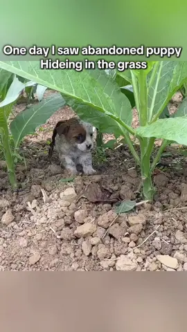 Will you help this poor abandoned dog ? #animal #help #save #Love #animallove #dog #pet #puppy 