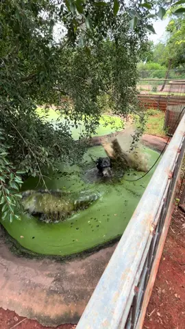 Crocodiles don’t need much water to be able to completely submerge themselves! #malcolmdouglascrocodilepark #owendouglas #saltwatercrocodile #crocodile #broome 