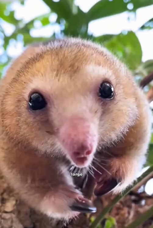 The smallest anteater #funnyvideo #foryour #animals #tiktok #cute 