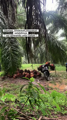 #CapCut #storysawit🌴🌴 #petaniindonesia🇮🇩🇮🇩🇮🇩🌿🌿 