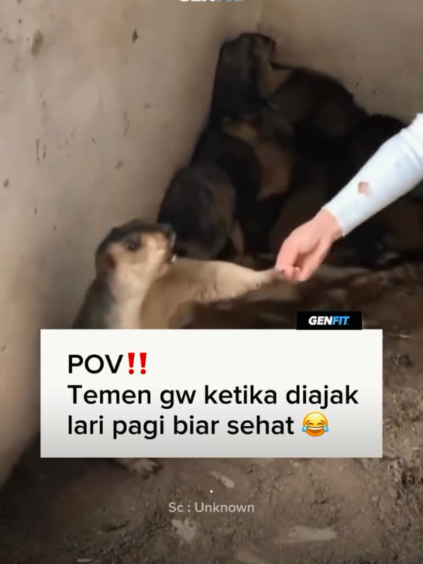 Lebih susah ngajak olahraga dari pada bangun 1000 candi dalam waktu 1 malam 🤭 Follow @genfit.id ‼️ #genfit #yukolahraga #generasifit #olahraga #olahragadirumah #olahragapagi 