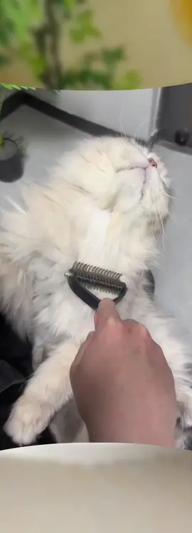 Double-sided stainless steel blade pet detangling comb, cleans floating hair and detangles fur #Cute pet products #Floating hair comb #Fur comb #Pet detangling comb