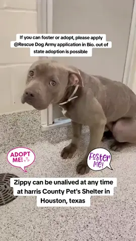 Zippy is urgent she can be euthanized at any time at harris County pet's in Houston texas. The shelter is at full capacity and in desperate need of adopters and fosters.  If you can foster or adopt please apply @Rescue Dog Army   Application in Bio ASAP.  out of state adoption is possible.  Name. Zippy  ID #A631888 . Please message me if you have any questions.  Address  Harris County Pet's shelter.  612 Canino Rd in Houston texas.  Shelters opening times.  Monday to Friday. 9am-6pm  Weekend. 9am-4pm.  #adopt #foster #rescue #harriscountypets #euthlist #resuedogarmy #shelterdogs #bestfriend #savealife #FYP #dog 