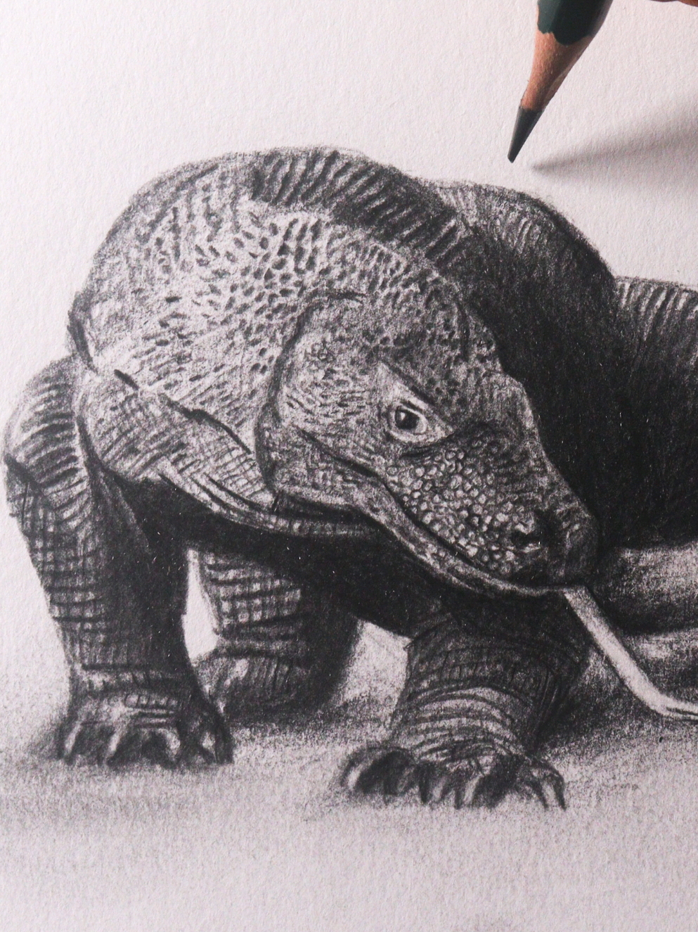 #comodesenhar #dragaodekomodo #colorindo #lagarto #comodibujar #desenhista #desenhoamãolivre #dibujantes #howtodraw #arte 