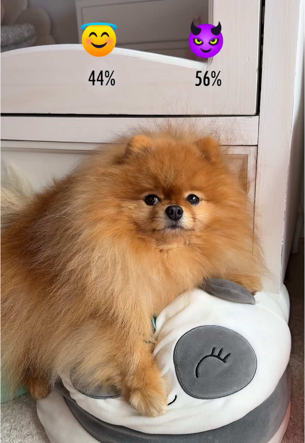 😇 #foryou #fyp #trend #trending #emoji #emojis #emojidog #emojichallenge #puppy #pomeranian #Love #angel #angelordemon #EmojiDance #emojiimitation #smiley #emojistory #dog #DogTraining #dogsoftiktok #doggo 