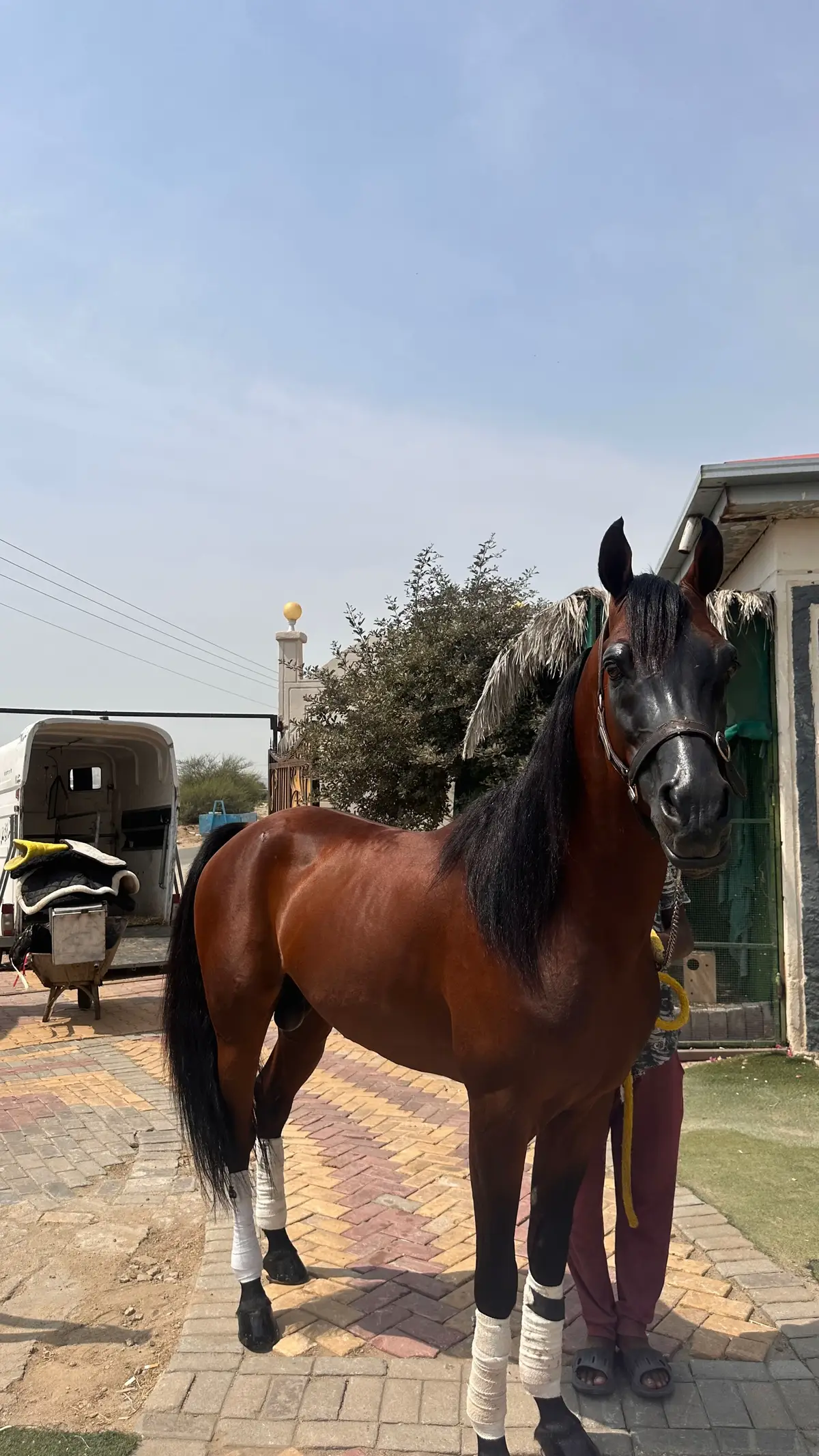 #خيل_وخياله🐎 #اكسبلورexplore #مكه #المغمس #اللهب #مربط_جياد_العز #الطائف #الردف #خيول #الهدا #الشعب_الصيني_ماله_حل😂😂 #اكسبلورexplore 