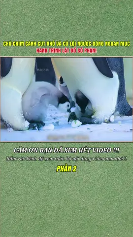 CHÚ CHIM CÁNH CỤT NHỎ VÀ CÚ LỘI NGƯỢC DÒNG NGOẠN MỤC: HÀNH TRÌNH LẬT ĐỔ SỐ PHẬN | PHẦN 2 #dongvat #thegioidongvat #giaidap #thuvi #thếgiớiđộngvật 
