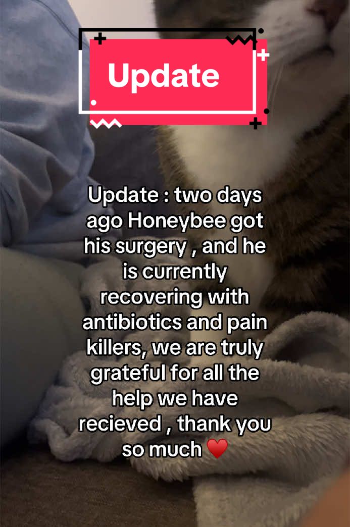 No words can describe how grateful we are , our cats are our babies , and we have to do everything we can for them .  I still believe in humanity because the amount of love and support we received , truly made me believe that there are really great humans out of there ♥️, #catsoftiktok #update #fyp 