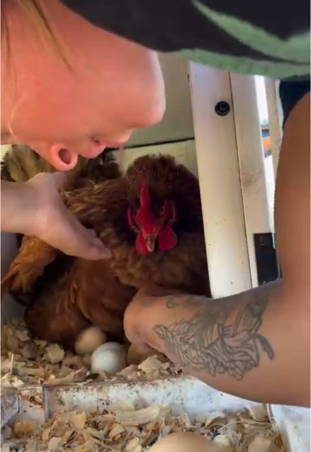 That’s one feisty hen! 🐔🐓 With @thezoo.house #fyp #foryou #chicken #hen #eggs 