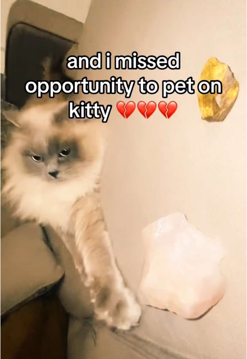 1 like = 1 tear #fyp #trending #vent #galatasaray #kitty #catsoftiktok #fenerbahçe #react #aicat THEYRE SO FLUFFY 