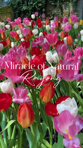 🌷สวนดอกไม้เข้าฟรี!! 🌷Miracle of Natural Rayong สวนทิวลิปและดอกไม้เมืองหนาว ระยอง 🌷เป็นอีกหนึ่งสถานที่ท่องเที่ยว ที่เอาใจสำหรับคนชอบดอกไม้เมืองหนาว ซึ่งภายในโดมจะมีทั้งดอกทิวลิป ดอกไฮเดรนเยีย หลากสีสัน ท่ามกลางอุณหภูมิ 15°c อากาศเย็นสบาย ไม่ร้อนแน่นอน สำหรับใครที่ชอบถ่ายรูปสวนดอกไม้ แนะนำที่นี้เลยค่า ถ่ายรูปสวยทุกมุมแถมดอกไม้ยังสวยอีกด้วย แต่อาจจะต้องหลบคนหน่อยนะคะ ถ้ามาช่วงวันหยุด คนจะเยอะๆหน่อย ที่สำคัญคือ เข้าฟรี!! จ้าาา 😁😁 📍: Miracle of Natural🌷โครงการ PTT LNG บ้านฉาง ระยอง  ⏱ เวลาเปิด-ปิด : 09:30 - 16:00 น. (เปิด วันจันทร์-เสาร์ หยุดวันอาทิตย์)  💵 เข้าชมฟรี!!! 🚗 https://maps.app.goo.gl/35QK1qFpiTEXesrF9?g_st=com.google.maps.preview.copy #miracleofnatural #สวนดอกไม้ #รีวิวระยอง #rayong #เที่ยวระยอง #บ้านฉาง #เที่ยวสวนดอกไม้ #ทุ่งทิวลิป #ดอกไม้เมืองหนาว #สวนดอกไม้ระยอง #สวนทิวลิประยอง 
