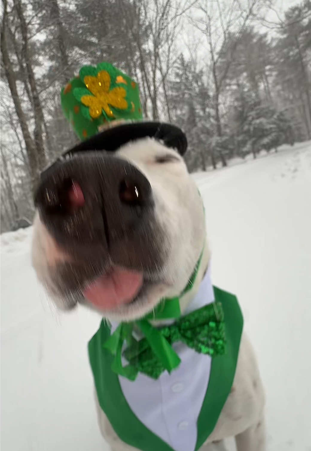 Can’t wait for St Paddy’s Day! 🇮🇪☘️💚 #unitedireland  #stpaddysday #stpatricksday #meme #irishmemes #irelandtiktok #meme #dog 