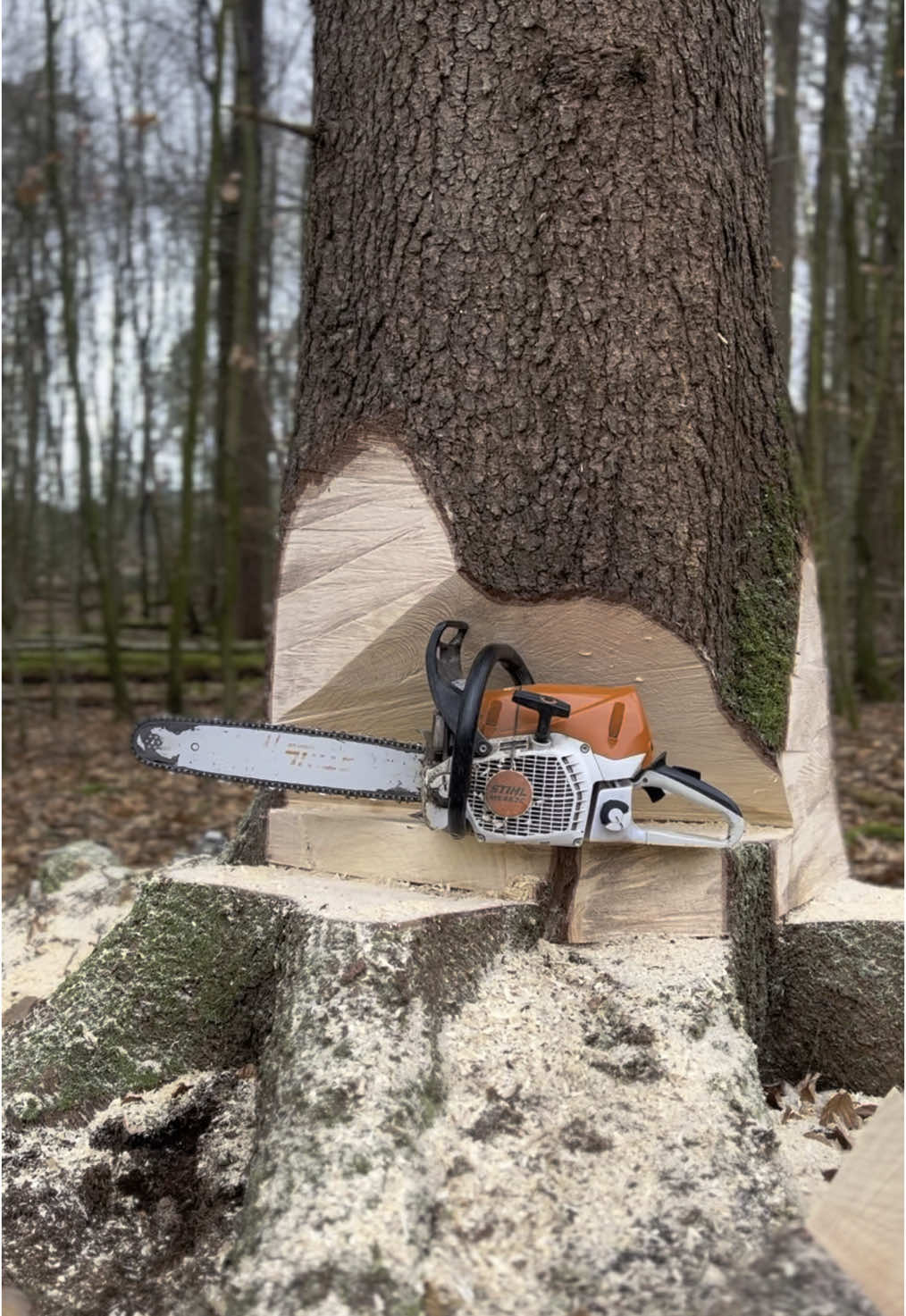 💪🏻🪓🌲 - #lumberjack #forestry #forest #forestryequipment #stihl #stih| chainsaw #chainsaw #timberfaller #einfachmachen #forstwirtschaft #forstreichmaschinenbau #forstwirtschaftindeutschland #edit #forst #stihIms500i #stihlms261 #stihlms462 #unimog #unimog406 #hsm #ponsse #kotschenreuter #chainsaw #grubekg #stihl #stihlpower #fy #toryou #foryoupage #chainsaw 