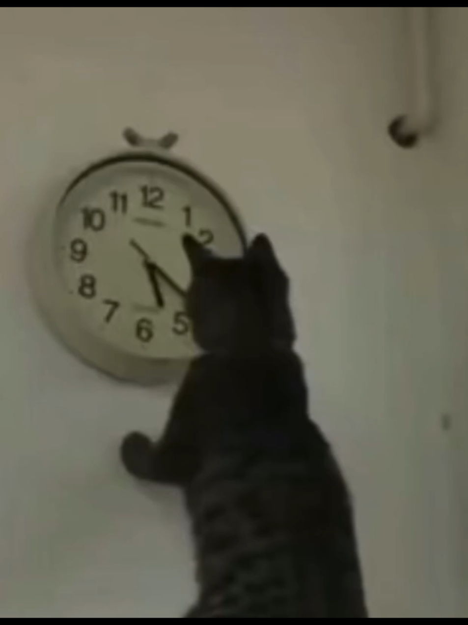 #video #jokes #humour #humor #tiktoknews #tik_tok #позитивчик #позитив #прикол #приколи #ржач #ржунемогу #подруги #котики🐈 