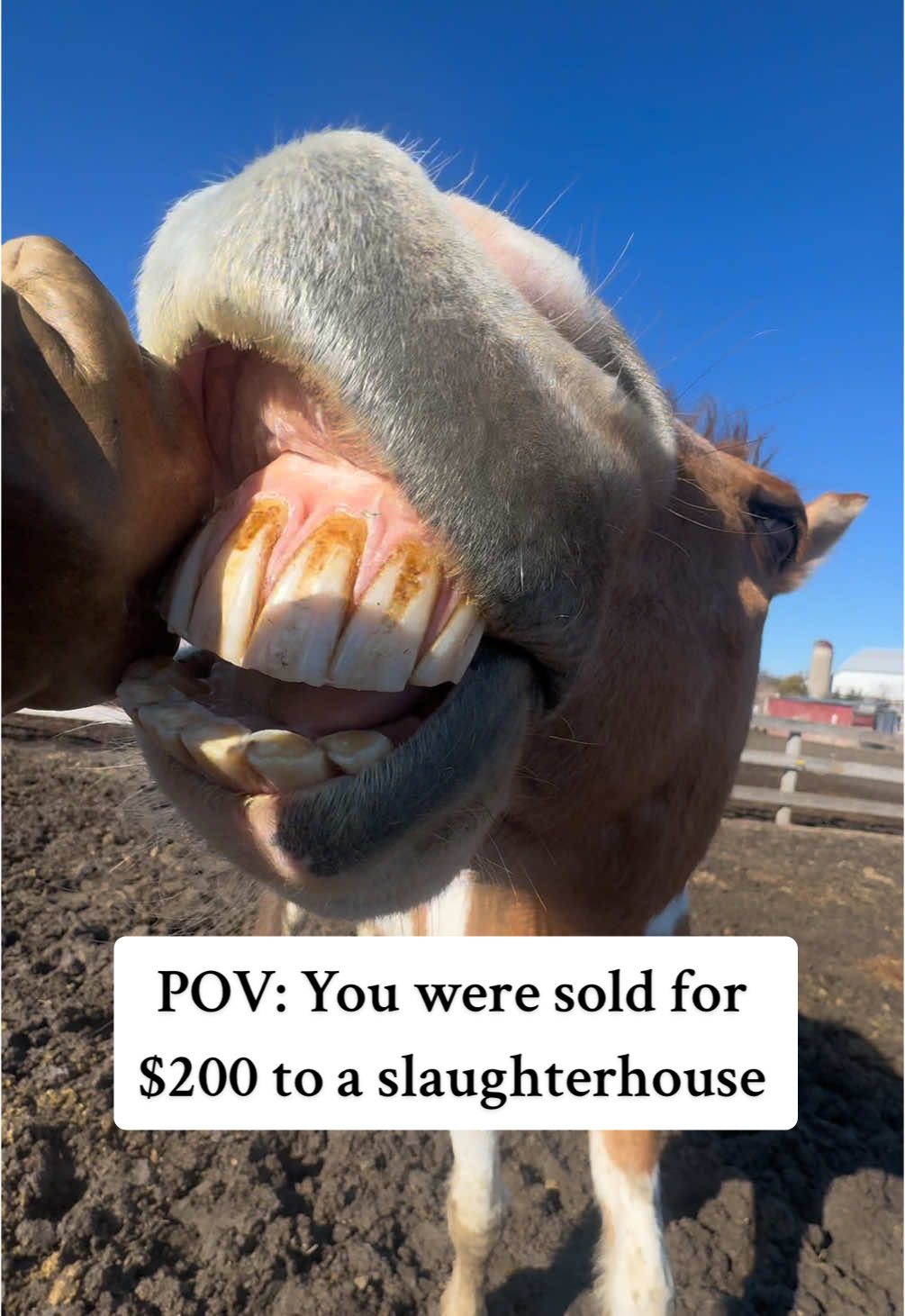 Not on my watch, Patchwork! We all Love ya buddy.  #horses #fyp #animalrescue #horsesoftiktok #horserescue #animallover #animalsanctuary #healthyliving #HealingJourney #equinetherapy #farmlife #farmtok #horsegirl #Love 