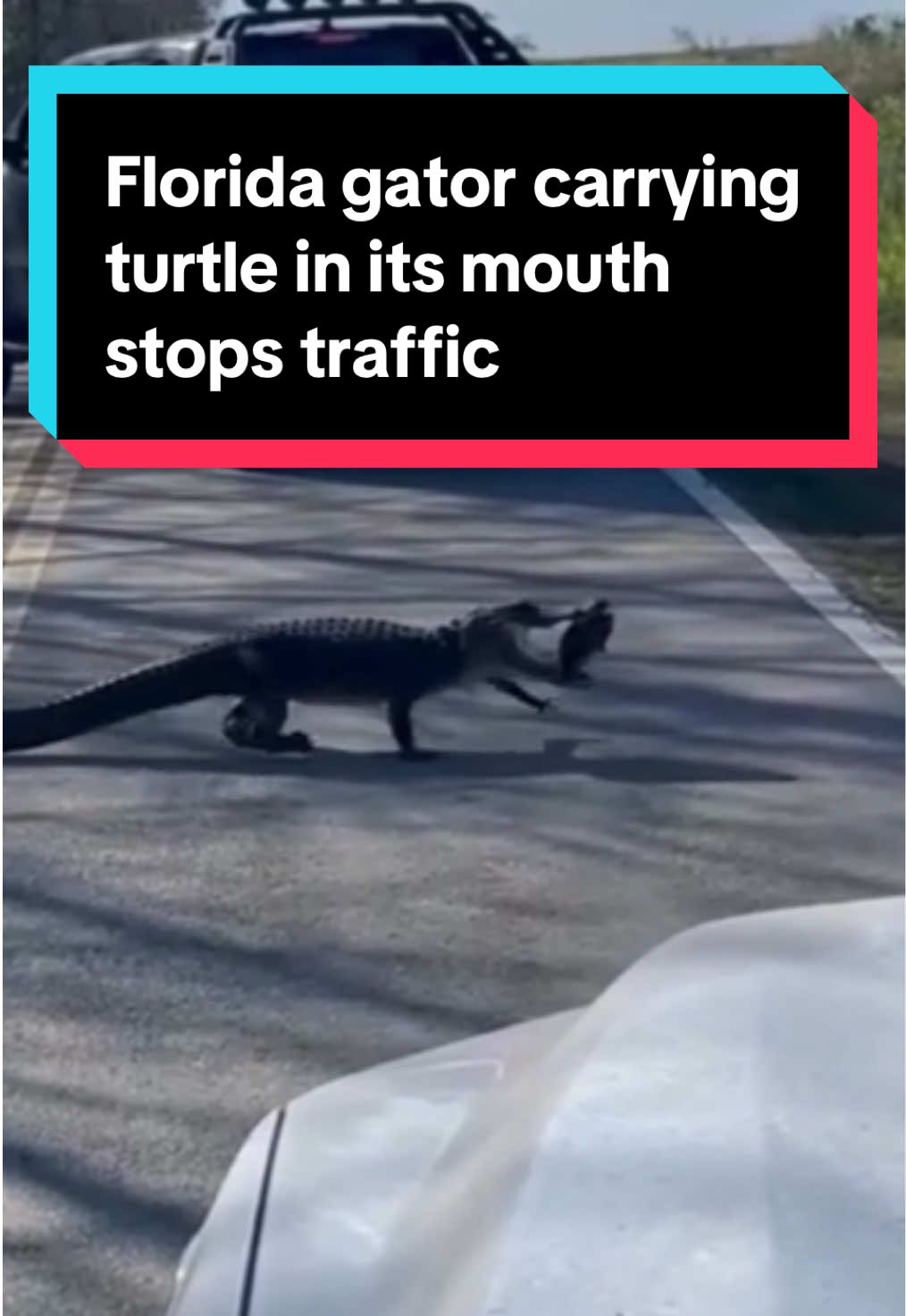 An alligator was seen crossing a road in Palm Beach County, Florida, with a turtle in its teeth — stopping traffic at Arthur R. Marshall Loxahatchee National Wildlife Refuge. Alligators are known to be “opportunistic feeders,” according to the Florida Fish and Wildlife Conservation Commission. Juveniles will eat insects, amphibians and small fish, while adults will eat rough fish, snakes, turtles, small mammals, and birds.  #palmbeachcounty #boyntonbeach #florida #wildlife #alligator #turtle #reptile #reptilesoftiktok #turtle #animals 