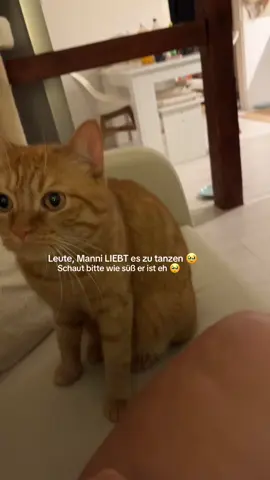 Ich lieb den Typen so #fy #kater #orangecat #catmom #dancingcat #catoftiktok #katze 