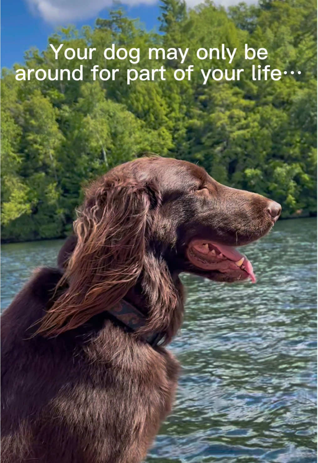 Get up to 90% back on eligible vet bills with Spot 🐾 #petinsurance 