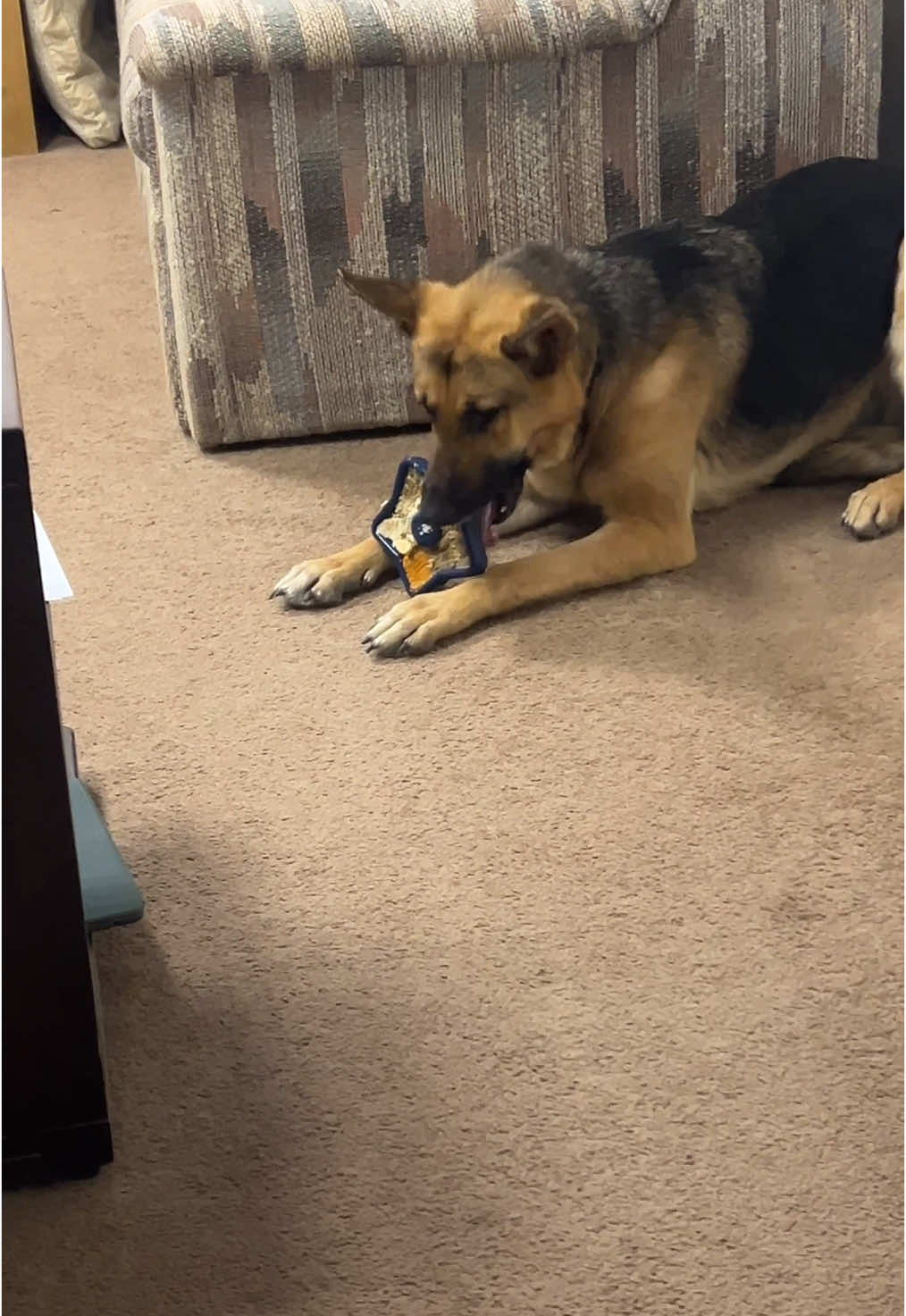 The Freezbone products are some of my favorites- the star is the perfect size for right before bed. We use the freezball during the day for longer enrichment. #freezball #freezstar #germanshepherd #gsd #germanshepherdsoftiktok #germanshepherdpuppy #dogenrichment #enrichmentfordogs #dogenrichmentactivities 