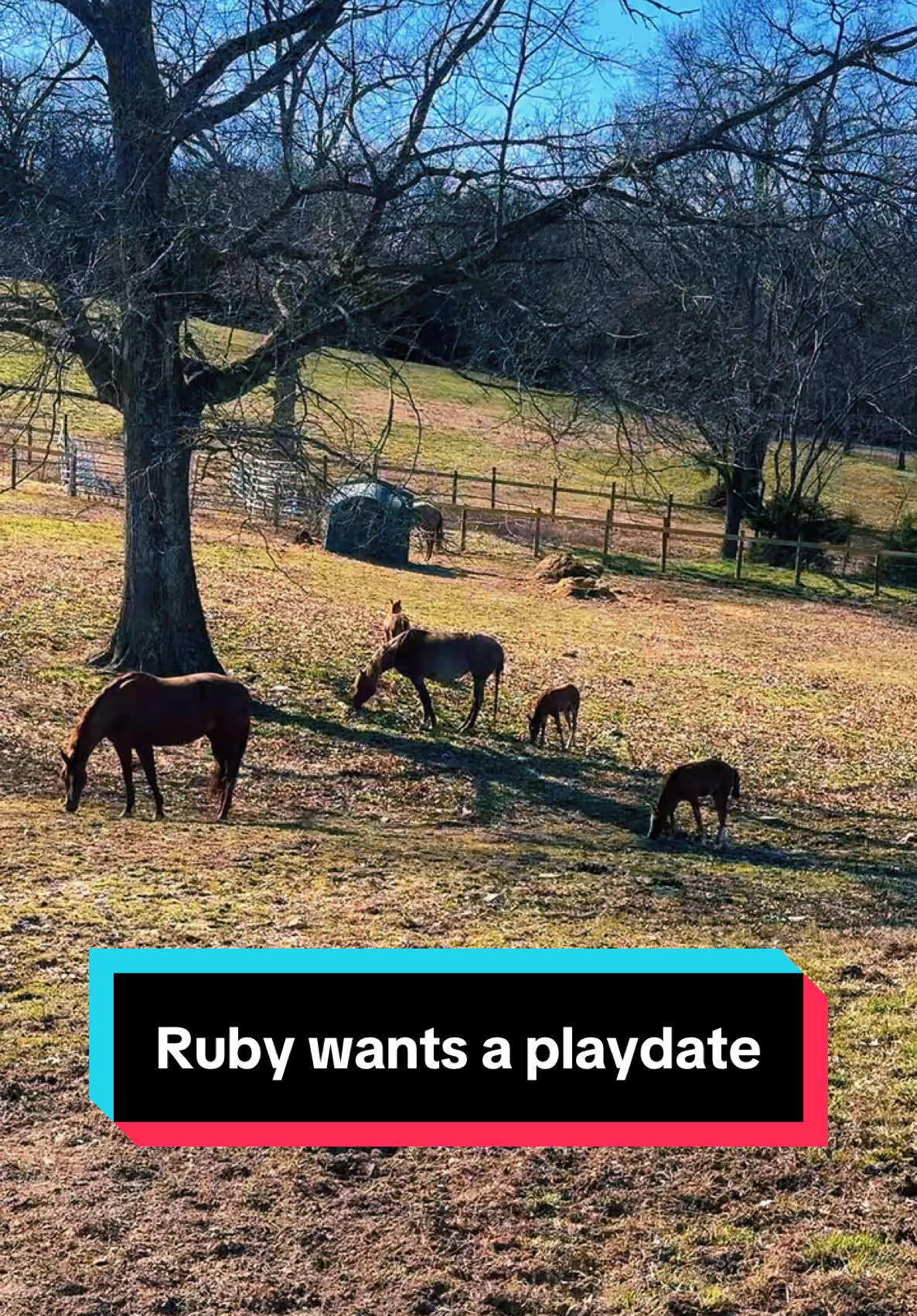 I think we are getting close to foals playing together!😍🐴 #foalsoftiktok #foalsof2025 #babyhorse #mareandfoal 