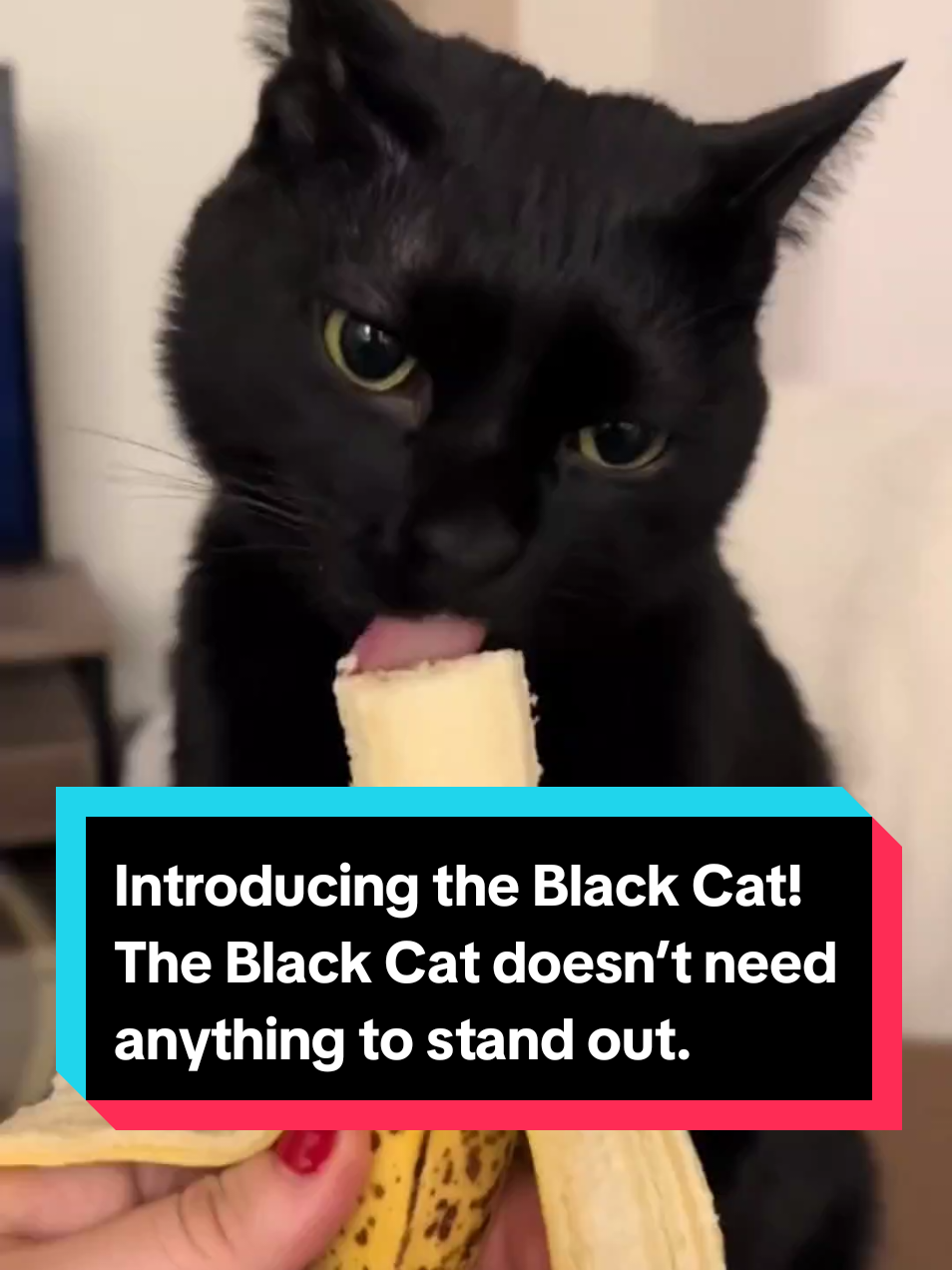 Introducing the Black Cat! The Black Cat doesn’t need anything to stand out. Their sleek shiny coat says it all.😻 #cutecatsoftiktok #catsoftiktok #funnycatsoftiktok #blackcats #blackcatsoftiktok #animalsoftiktok #animalsworld #PetsOfTikTok 