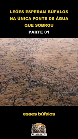 LEÕES ESPERAM BÚFALOS NA ÚNICA FONTE DE ÁGUA QUE SOBROU - PARTE 01 . #Leões #Búfalos #Caça #Sobrevivência #Natureza #VidaSelvagem #Predadores #Aventura #Água #Instinto #AnimalFight