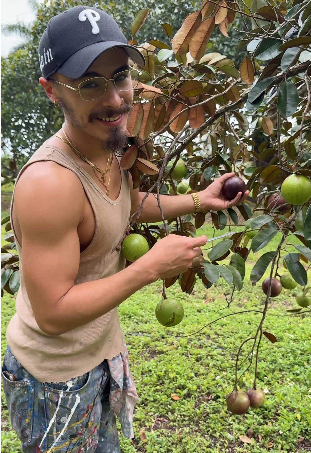 Have you tried this fruit? 🤤 What’s it called where you’re from? ⭐️💜 #starapple #caimito #milkfruit #miamifruit #fruit #tropicalfruit #vusua #Chrysophyllumcainito