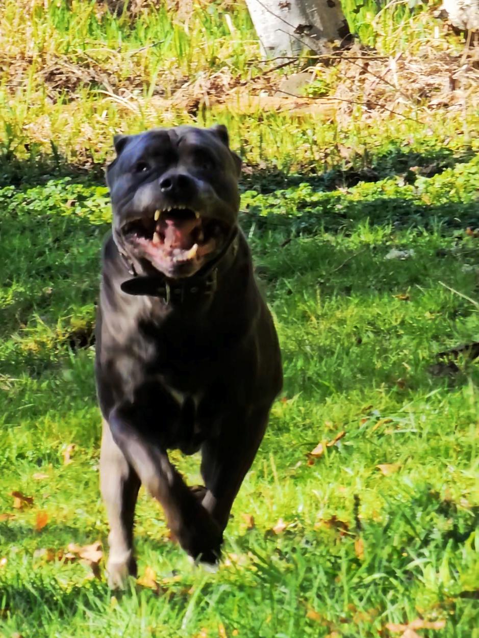 😂🐫 #canecorso #italianmastiff #mastiff #salmoncreekcanecorso #dogs #corso #pnwdogs #bigdogs #dogsoftiktok #PetsOfTikTok #foryourpage #fyp #foryou #pnw #canecorsopuppy #puppy #puppies 