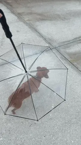 For all the water hating pups 🐾 #amazonfinds #amazonmusthaves #dogmom #petumbrella #dogfinds #rain #amazondeals 