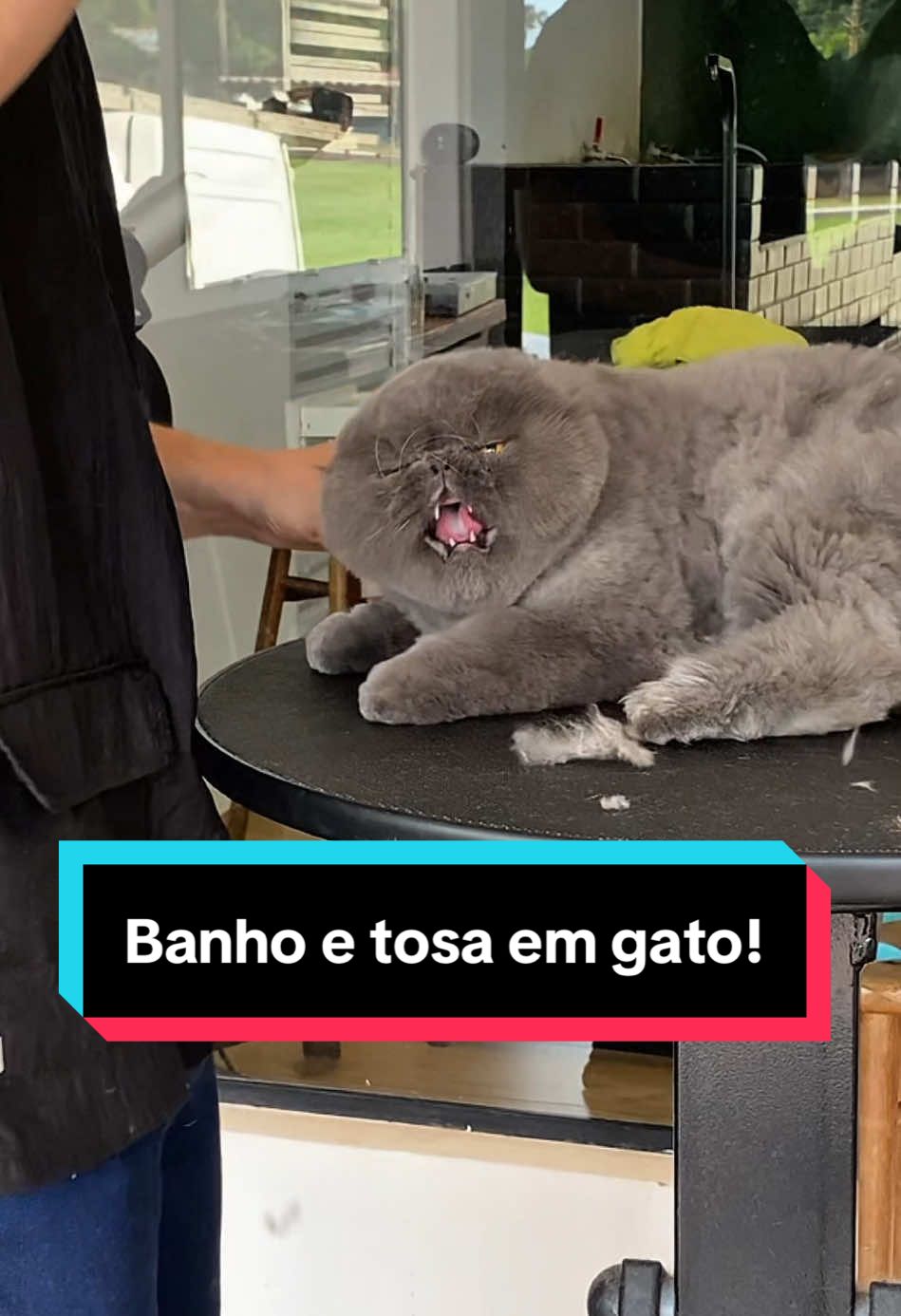 Tosar cão já é difícil agora imagina tosar um gato?  Confira o passo a passo!  #banhoetosa #gatos 