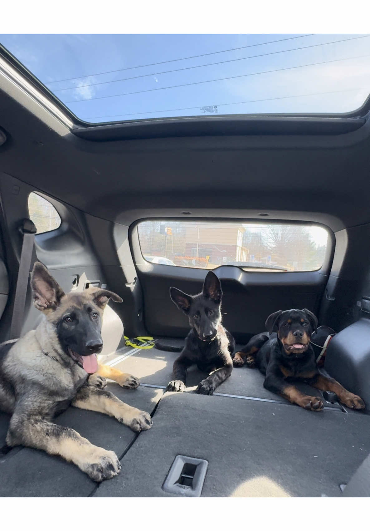 What we have learned so far #funnypetvideos #germanshepherd #cutepuppy #rottweilersoftiktok #newpuppy ##carrides #babydog