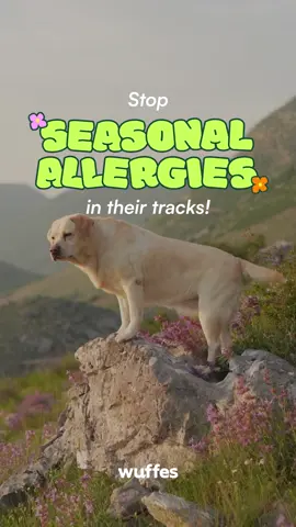 Seasonal allergies aren’t just a human problem—our dogs feel it too! Here are 6 tips to help your pup stay comfortable this allergy season.