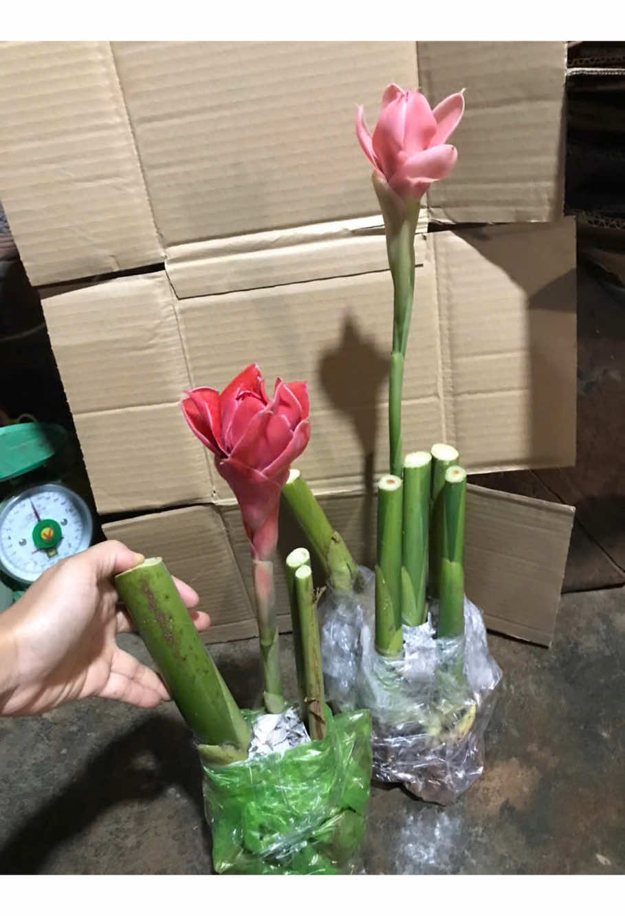 Sen Đa Lộc: củ giống và bụi đang hoa 