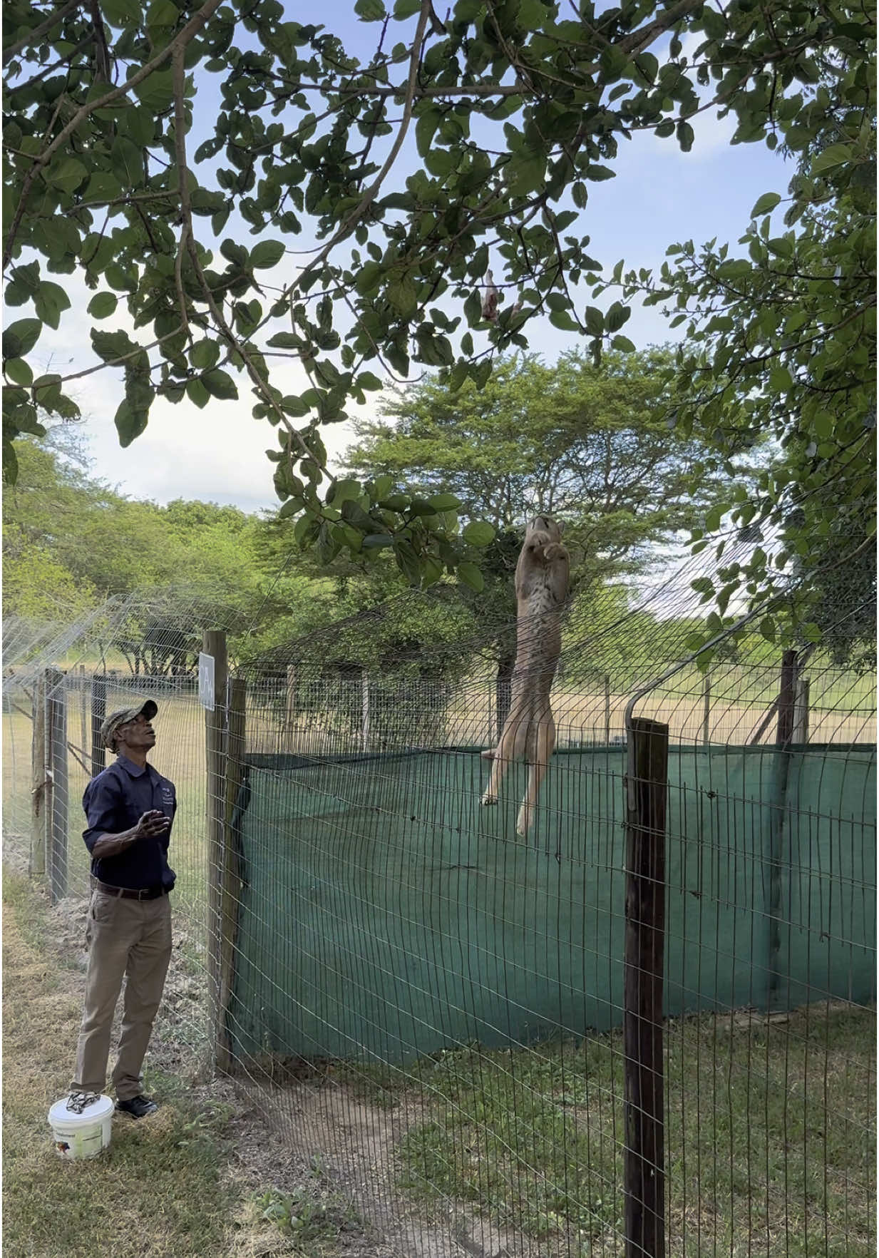 The Zululand Cat Conservation Project has been in operation since 1994, since then they have successfully rehabilitated and released Servals, Caracals, African Wildcats and Cheetahs. . #wildlifeconservation #caracals #servals #cheetahs #cat #africa #hluhluwe 