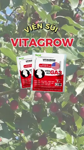 GIÁ GỐC TẬN NHÀ MÁY - COMBO 3 VIÊN SỦI 99K 📷 Chương trình ưu đãi: - COMBO 3 Viên 99K - FREESHIP toàn quốc từ 6 Viên ------------------------- 📷 Kích đọt nhanh, khỏe cây 📷 Kéo bông, giúp bông to, đều, đẹp màu 📷 Lớn trái, nuôi trái nặng ký, to 📷 Phục hồi cây suy, tăng đề kháng ------------------------- 📷 Hiệu quả nhanh chóng trong 24H 📷 Hàm lượng cao, nguyên liệu nhập khẩu USA 📷 Hòa tan nhanh, pha được tới 3 phi 📷 Dùng được cho tất cả các loại cây trồng hiện