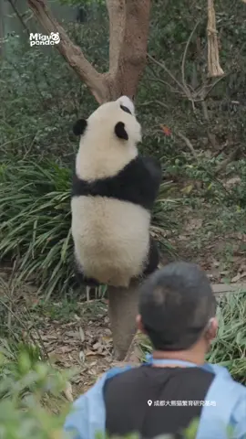 7245821078226963752徵羽：想跟奶爸玩必须要有实力，会演戏