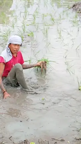 😲wala nuoy sakit sa hawak#viral #trending #agriculture #followers #shorts #farming #work #highlights #fyp #pppppppppppppppp #foryou #tiktok #reels #agriculture 