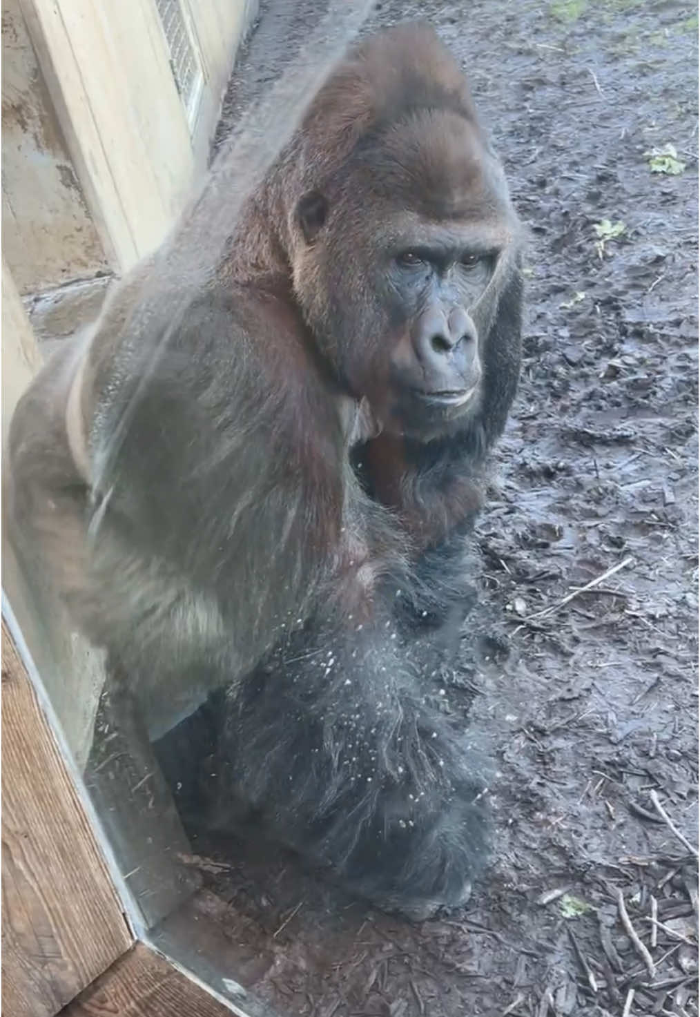 We visit the Louisville Zoo in Kentucky! #relationshipgoals #kentucky #louvillekentucky #zoo 