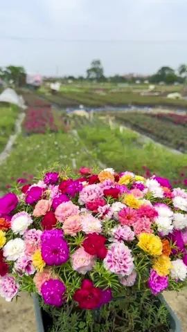 Hoa Thái Mix Nhiều Màu #hoamườigiờthái #hoamuoigiobonsai #hoamuoigiotrung #hoamuoigiothaikep #hoa10h #hoa10hđẹp1thân #hoamuoigiotrungquoc 