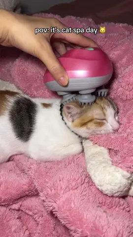 after a long day of pang gagangster sa mga kapatid 🤪 #trexy #dogsoftiktok #catsoftiktok #fyp #goldenretriever #puspin #shihtzu #catlover #catvideo 
