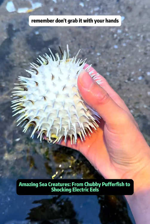 Amazing Sea Creatures: From Chubby Pufferfish to Shocking Electric Eels Discover the wonders of the ocean and its incredible creatures in today's underwater adventure! 🌊 From adorable, chubby pufferfish to the fascinating electric eel, this video has it all. Let's start with the cutest one: the pufferfish, affectionately dubbed 