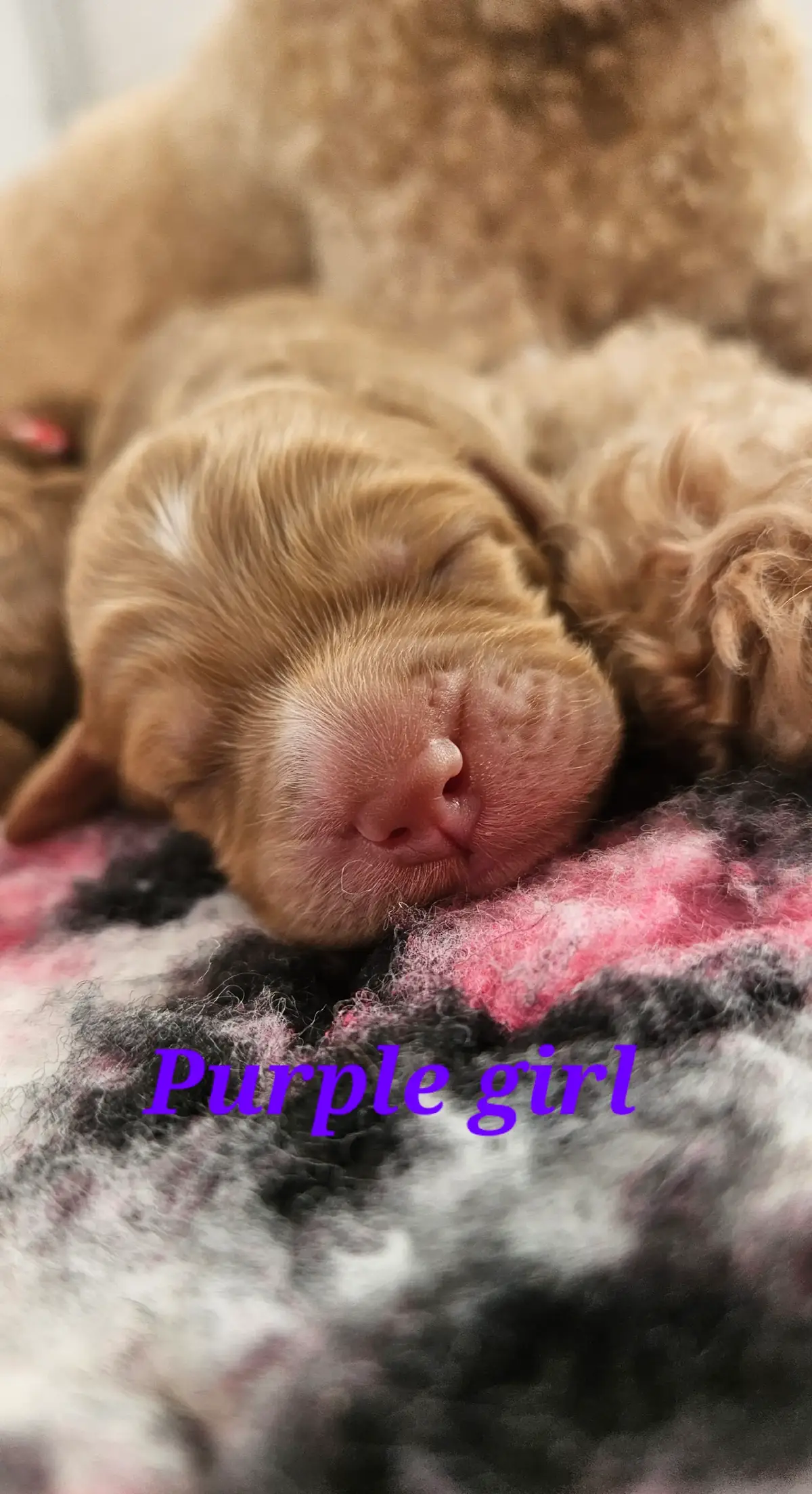 #puppylove #australianlabradoodle #cafelatte #reddog #fyp #aussiedoodle #caramelcreme #readyapril 