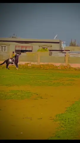 #مصطفي_الدليمي🏅 #خيل_وخياله🐎🖤ماشاءالله_اللهم_بارك🧿♥️ #بنغازي_طرابلس_ترهونه_رجمة_سرت_طبرق🇱🇾❤ #شروح #مشاهدات_تيك_توك #شروحات_ايفون_وبرامج #لايكات_ 