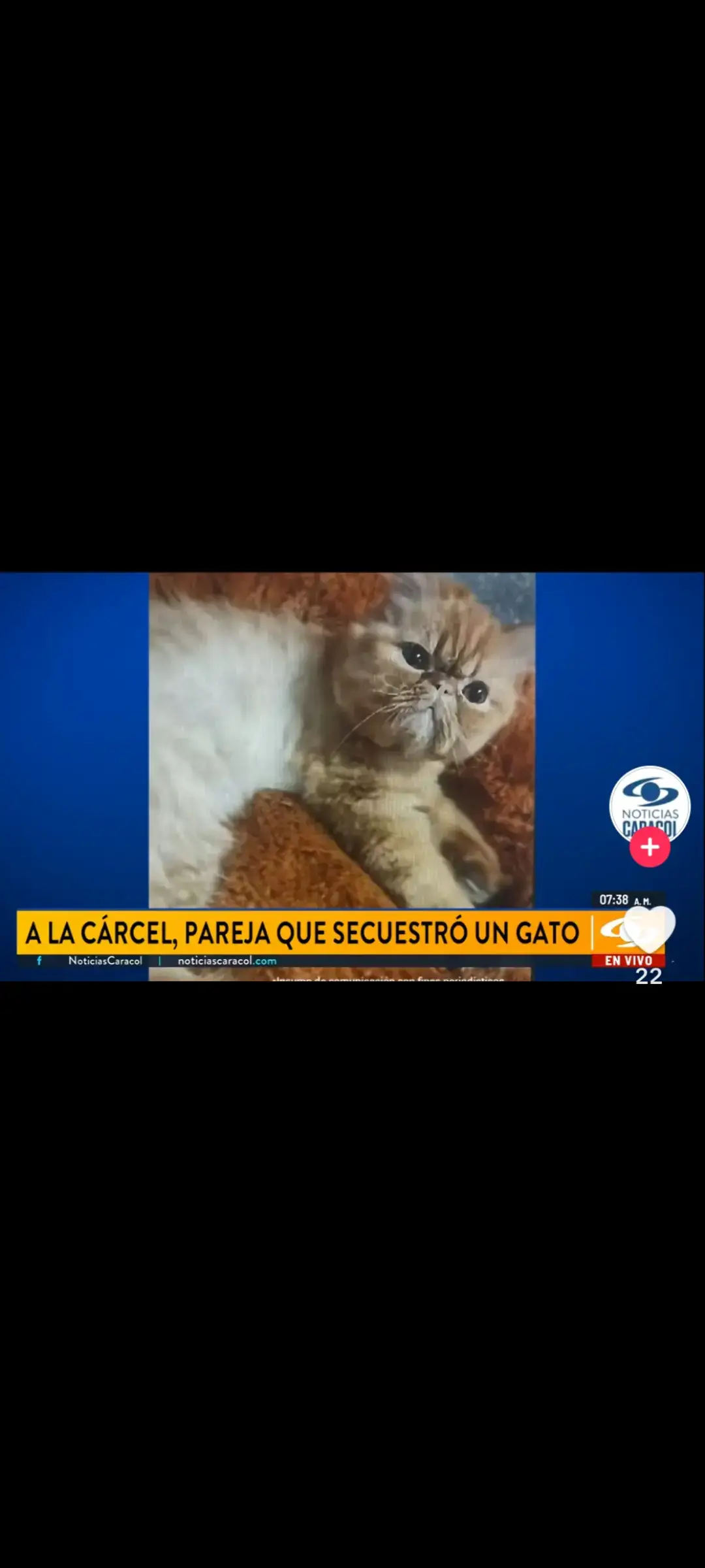 jajaja,pobre gato 🥲 #fyp #funny #colombia #paratiiiiiiiiiiiiiiiiiiiiiiiiiiiiiii #fypシ゚ #xd