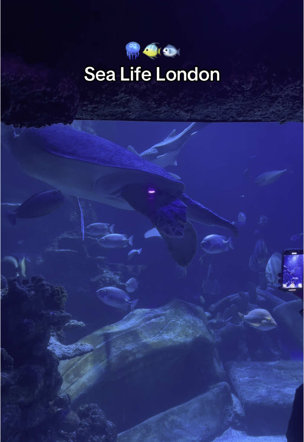 une magnifique expérience à faire !  Sea Life, 📍Londres, Waterloo #sealife #london #fyp #pourtoi #filleaupair #foryoupagе #viral_video #waterloo 