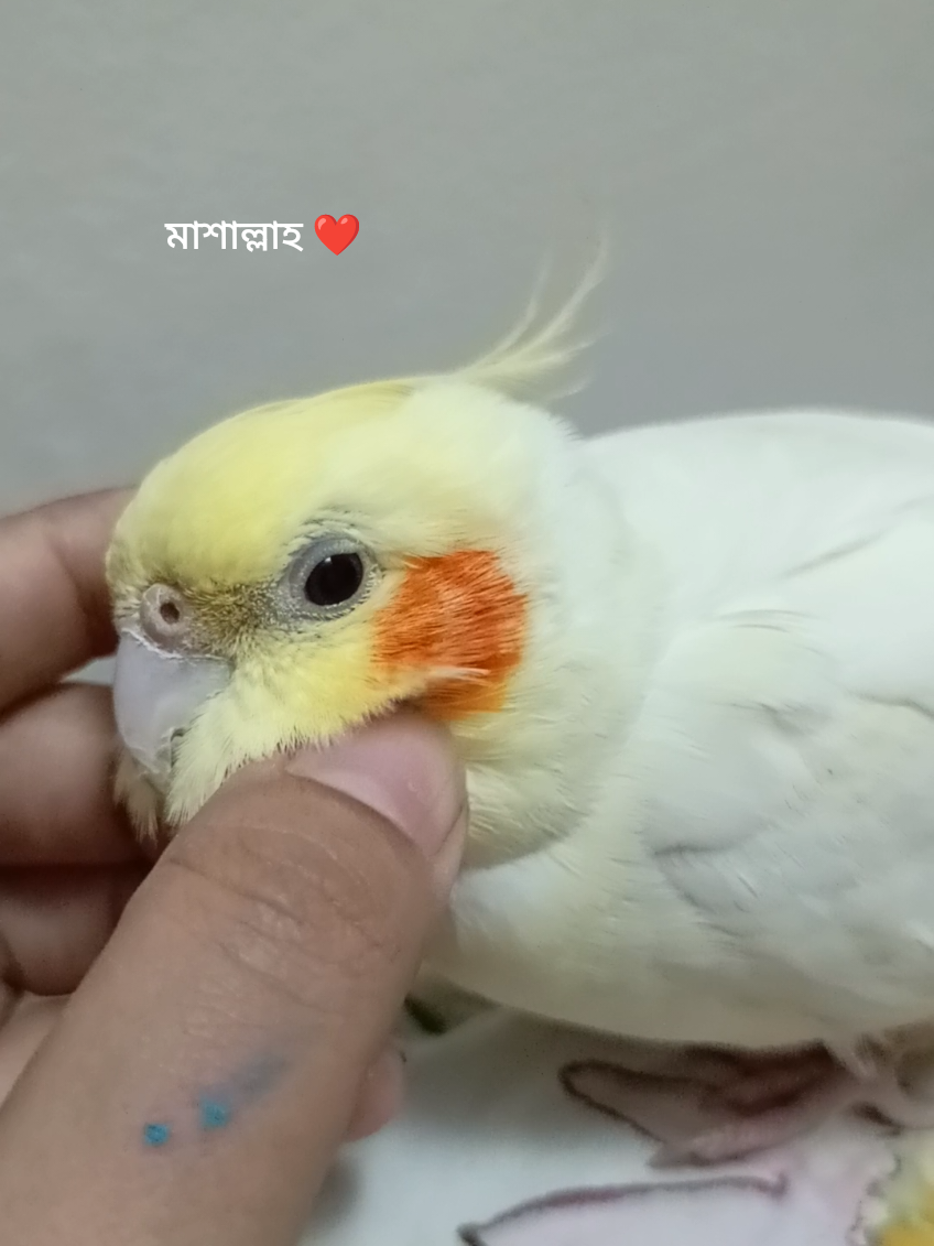 মাশাল্লাহ ❤️#trending #foryoupage #viralvideo #tik_tok #cocatailbirds #cocatailbirds #birdwatching #fypシ゚viral #cockatailbirds #bdtiktokofficial🇧🇩 