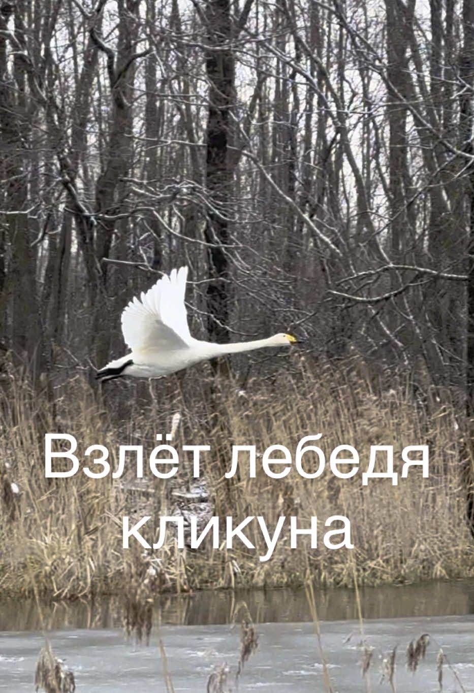 Взлёт лебедя кликуна со льда.  #лебедь #swan #милоевидео #лебеди #swans #зимой #полёт #полетели #взлет 