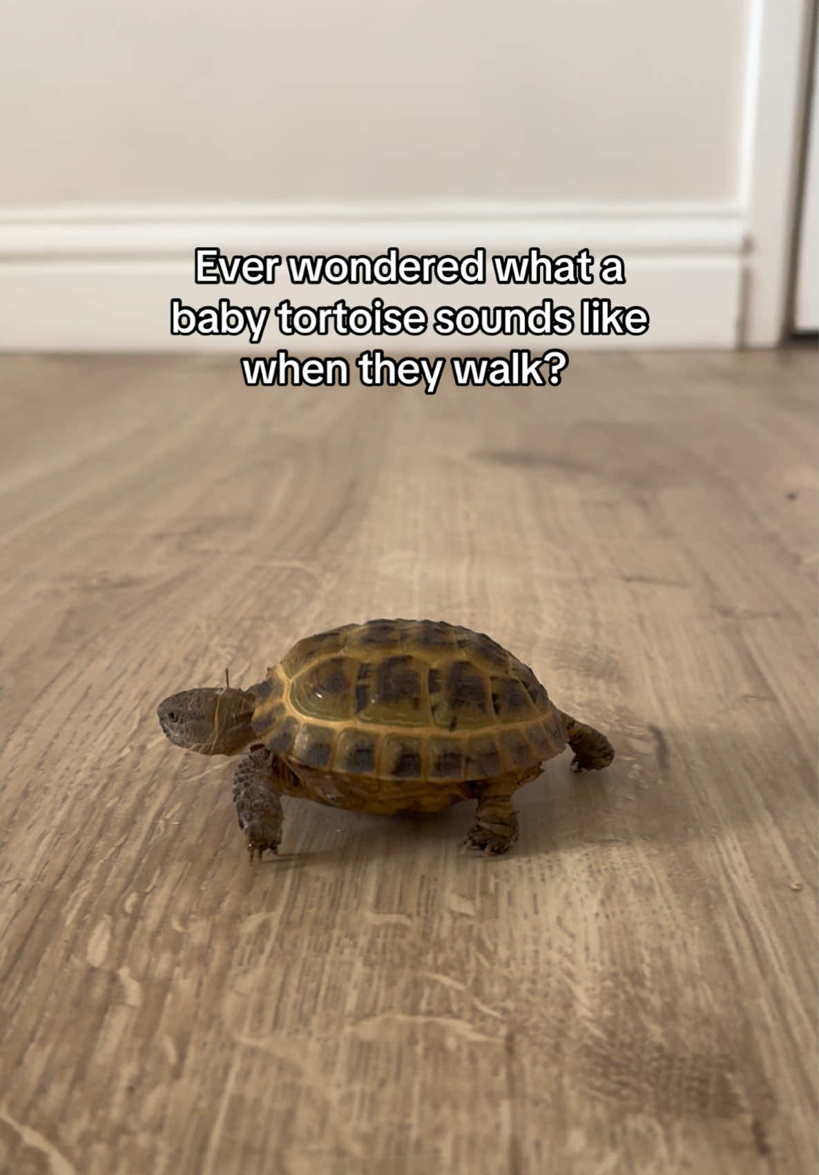 Is it what you imagined? 🤔🤣 #tortoise #horsefieldtortoise #tortoisesoftiktok #reptile #PetsOfTikTok #pets #animal #animalsoftiktok #viralvideos #viral_video #fyp #turtle #turtles #petlover #funnypets 
