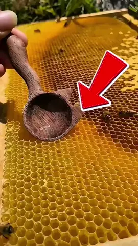 The Surprising Science Behind Honeycomb Hexagons #Honeycomb #BeeScience #HexagonalCells #NatureEngineering #Beekeeping #tiktokviral  #WaxFormation #EfficientDesign #PhysicsInNature #SoapBubbleExperiment #BeeHive
