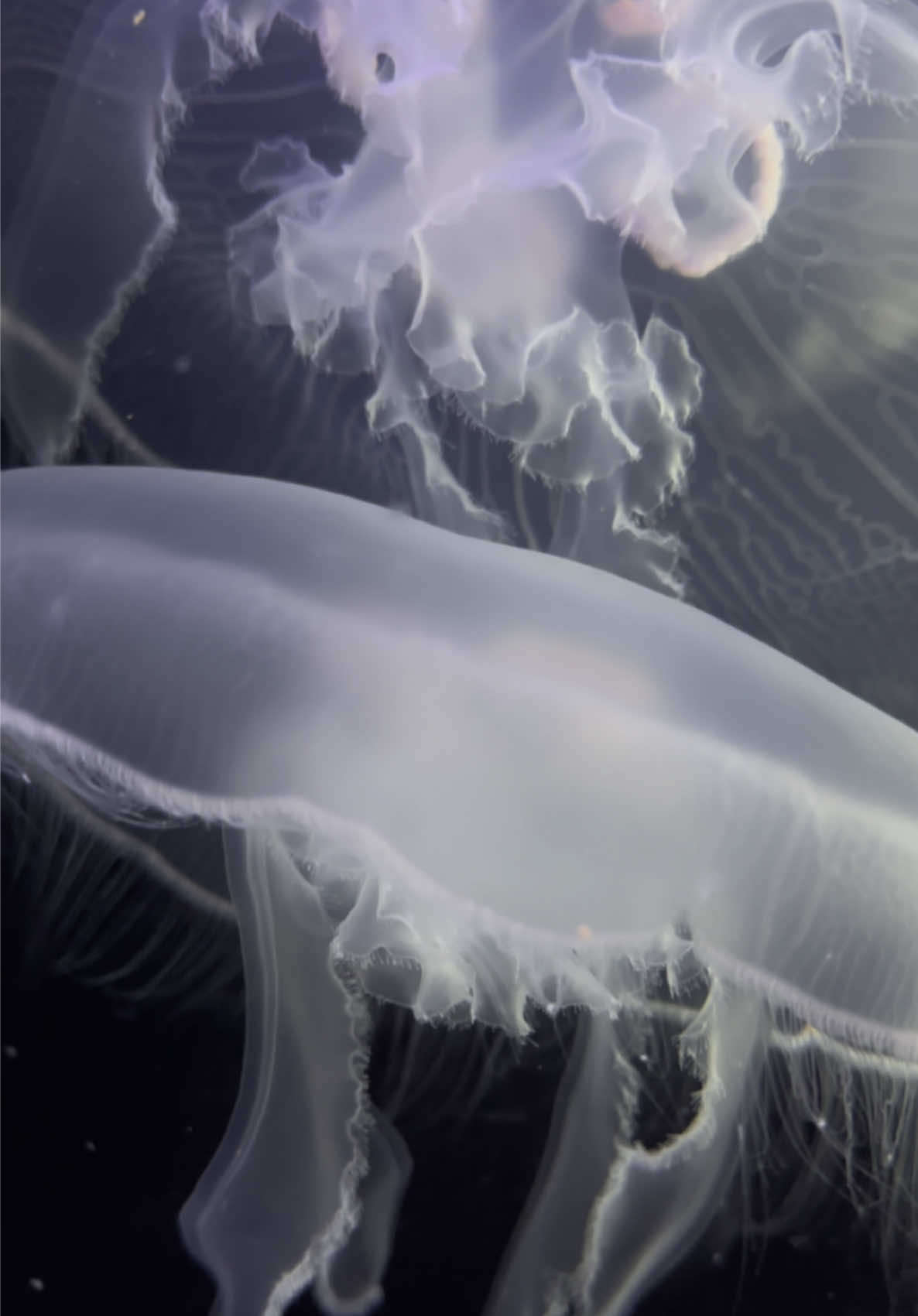 Going with the flow. #MoonJelly #JellyfishMagic #Jellyfish #UnderwaterBeauty #AquariumLife #MarineWonder #SeaCreatures #OceanLovers #Aquarium #MarineBiology #Ocean 